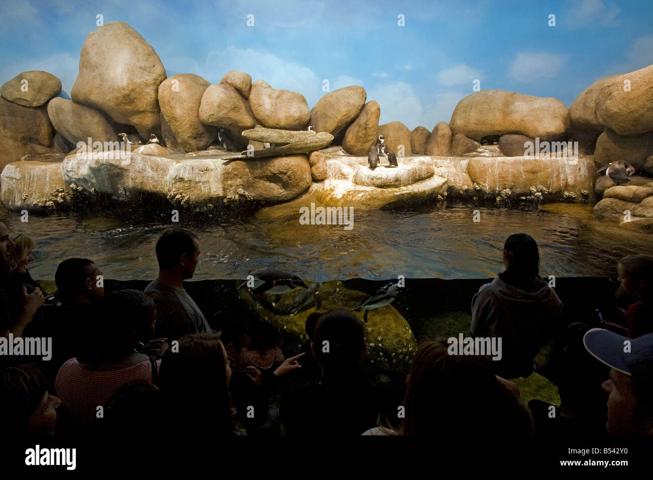 Penguins Exhibit California Academy of Sciences Golden Gate park San