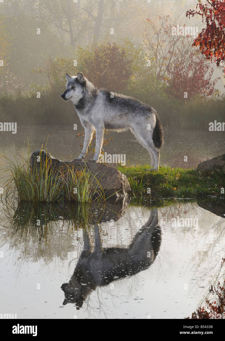 Backlit Gray Wolf standing on rock over still water with reflection at dawn with mist and Fall colors Stock Photo