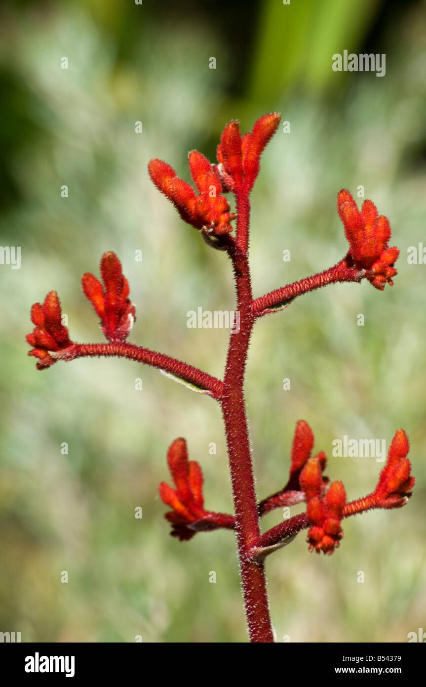 West Australian wildflower anigozanthus rufus Stock Photo
