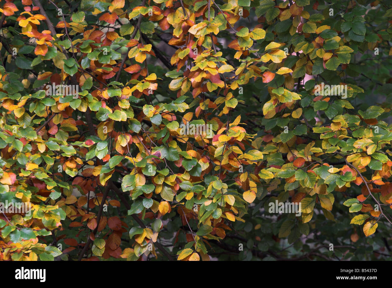 Autumn Colour beech leaves, England, UK Stock Photo