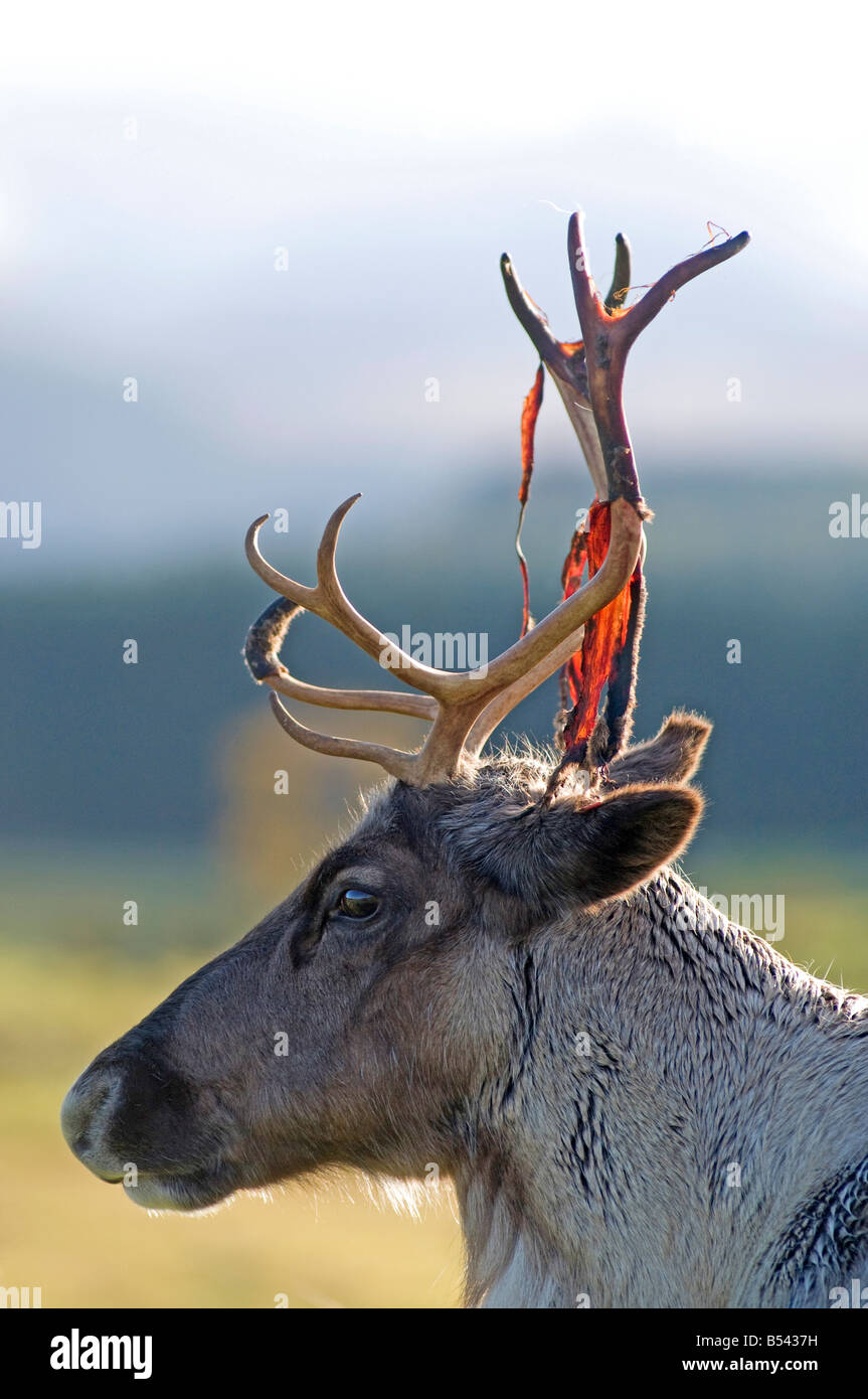 Scottish Reindeer shedding its velvet from its antlers Stock Photo Alamy