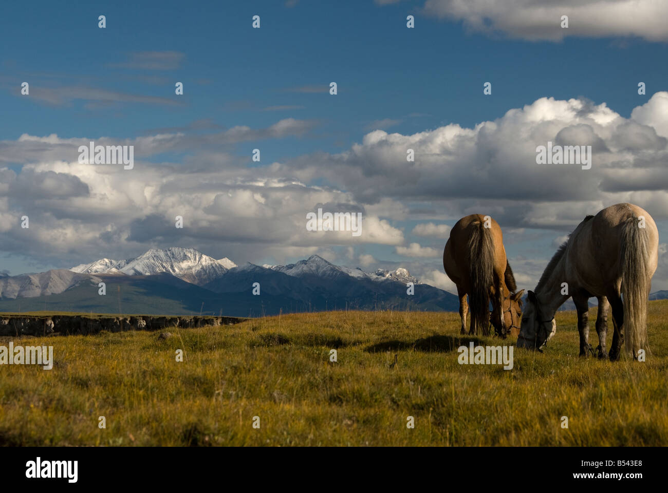 Horses in Northern Mongolia August 2008 Stock Photo - Alamy