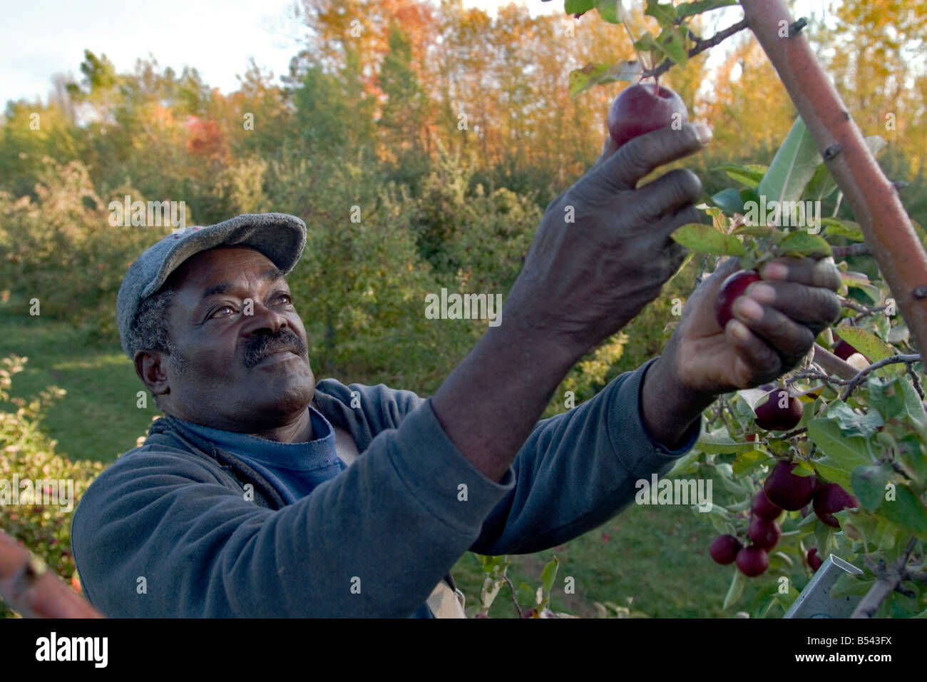 Jamaican migrant farm workers pick apples at Allenholm Farms in South Hero VT Stock Photo