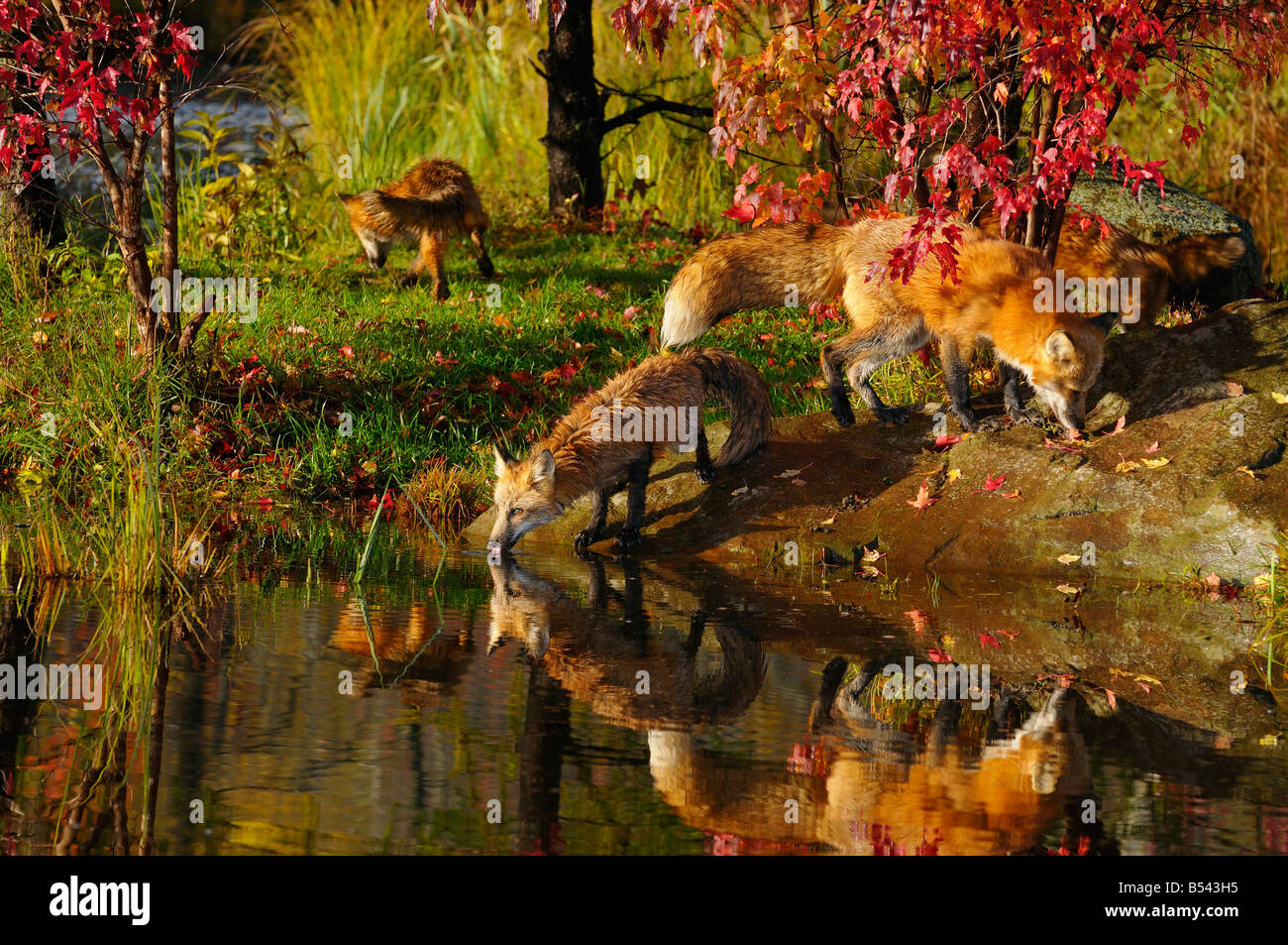 Mother with weaned Red Fox kits drinking at rivers edge reflected in water in the Fall with red maple trees Miinnesota Stock Photo