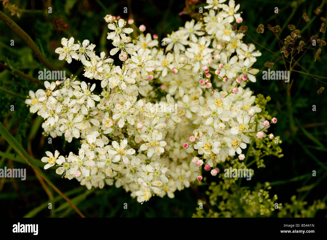 Dropwort Filipendula vulgaris widespread plant of calcareous grassland Also grown in gardens Stock Photo
