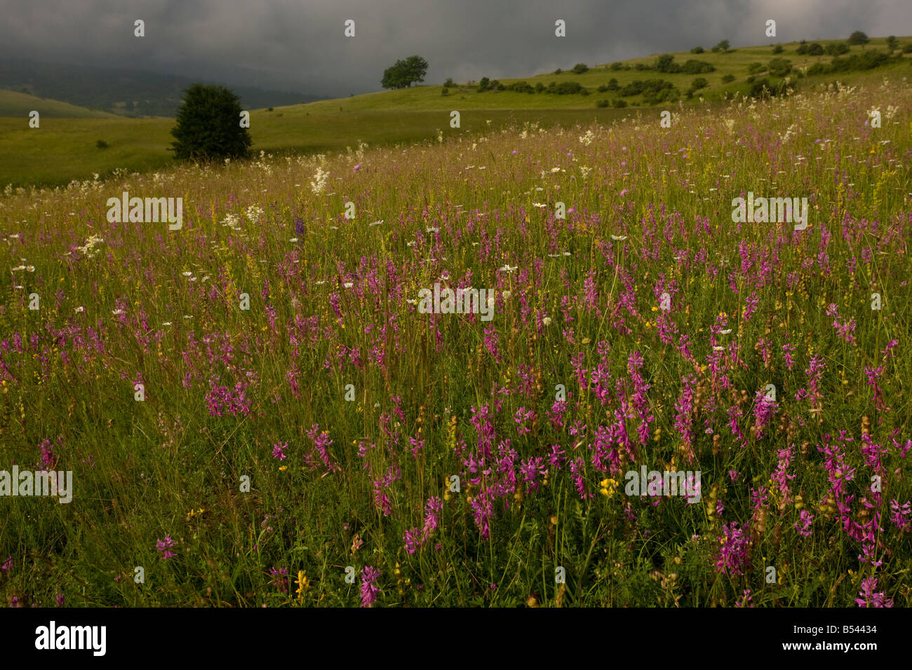 Ancient flowery limestone grassland in Transilvania near Baraolt Dominated by Great Milkwort ox eye daisy dropwort etc Romania Stock Photo