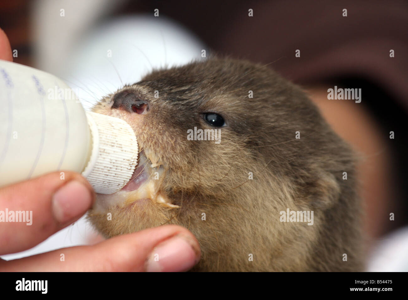 A baby otter being fed from a bottle at the DeYoung Family Zoo Michigan Stock Photo