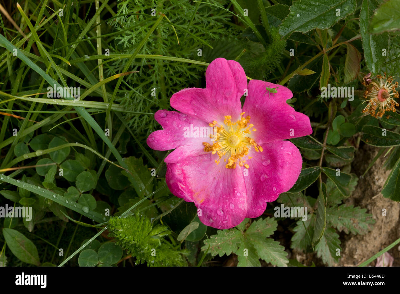 Gallic Rose or Rose of Provence Rosa gallica also known as the Red Rose of Lancaster Stock Photo