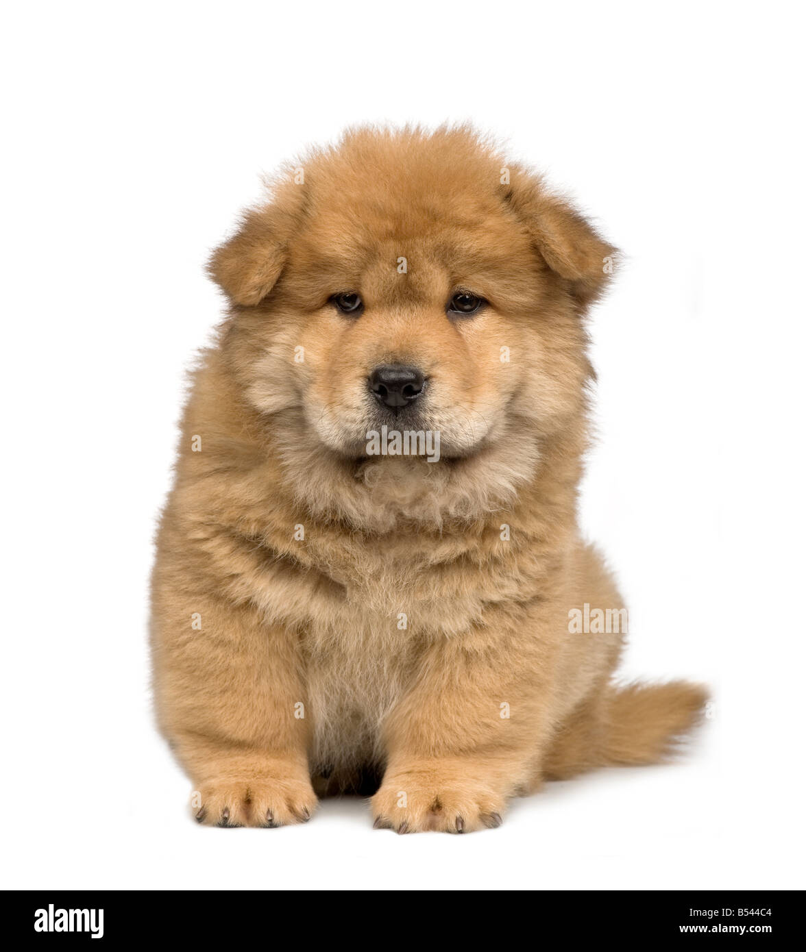 2 months old chow chow food 2025