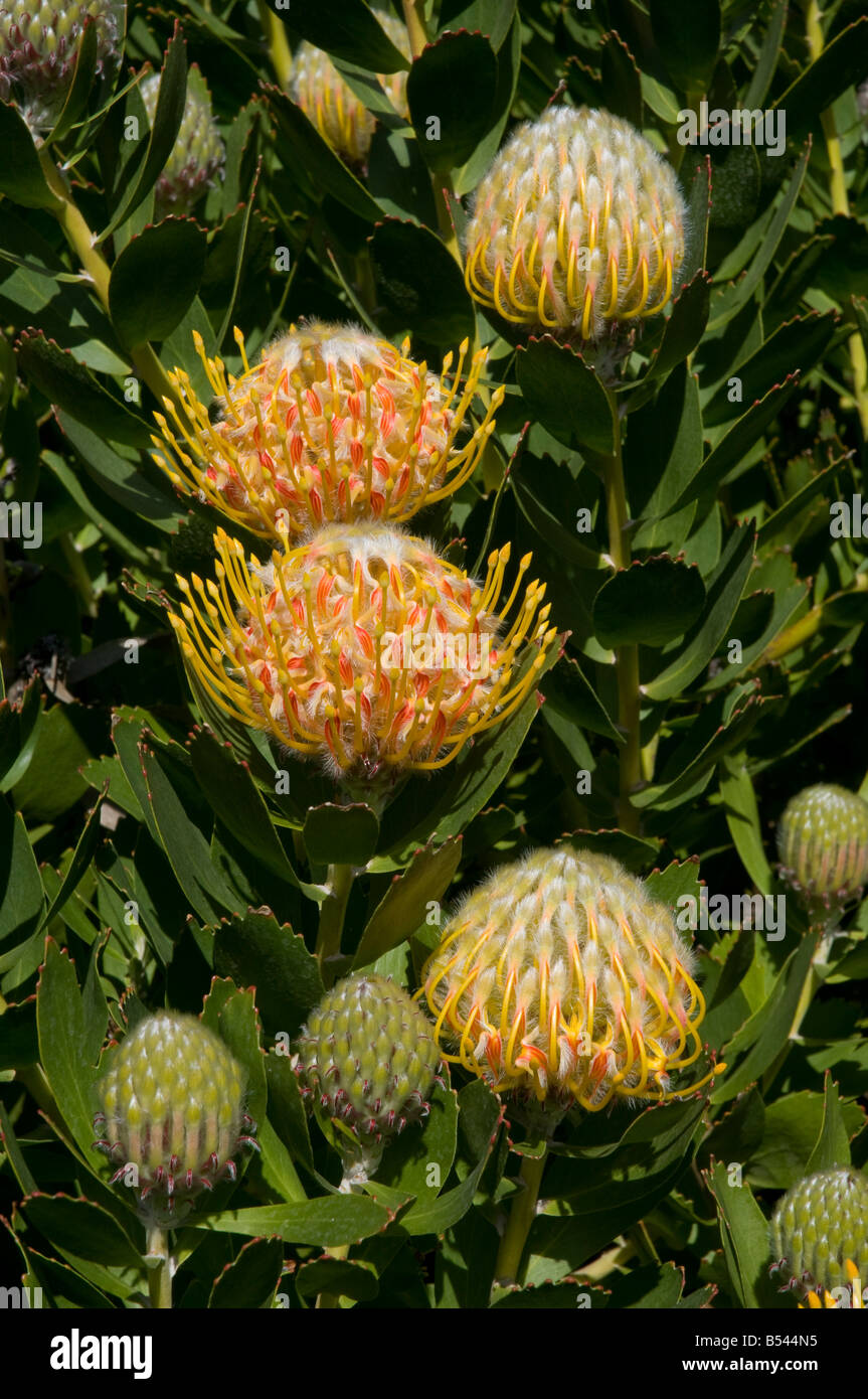 Pincushion flowers leucospermum cordifolium Stock Photo Alamy