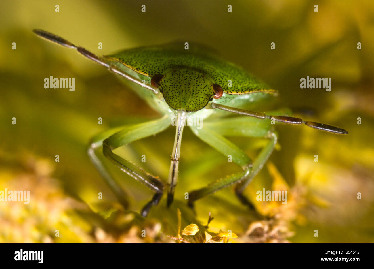 Green shield bug Palomena prasina Stock Photo