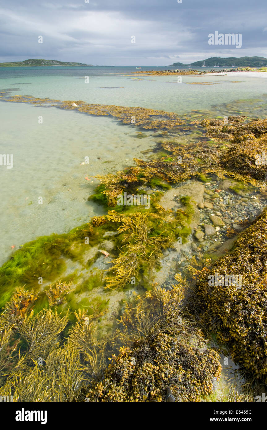 Seaweed growing on the shore of a clear sea at Craighouse, Isle of Jura, Scotland Stock Photo