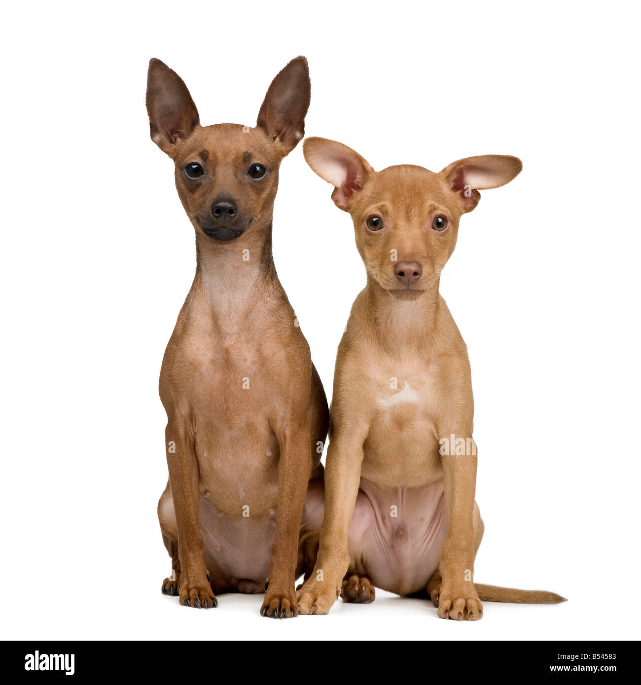 couple of miniature pinscher in front of a white background stock