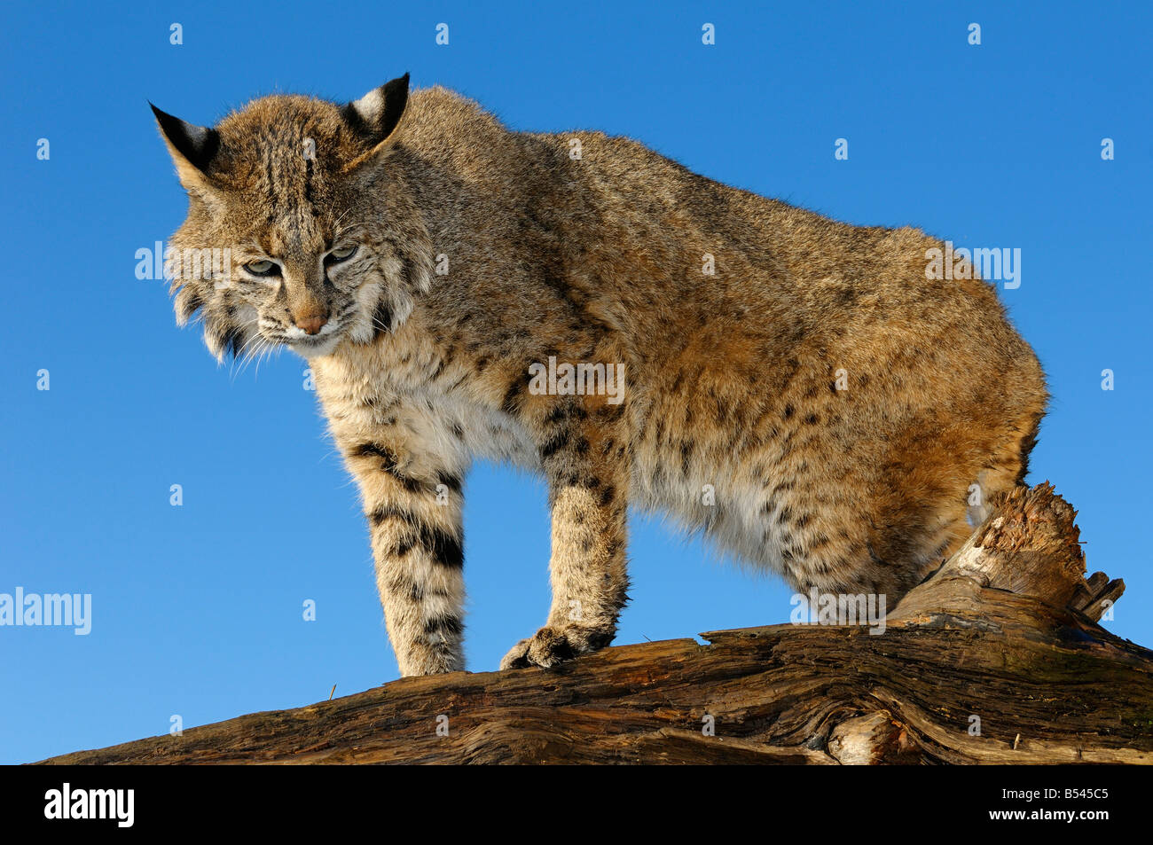 Bobcat perched atop a fallen tree trunk looking down against a blue sky