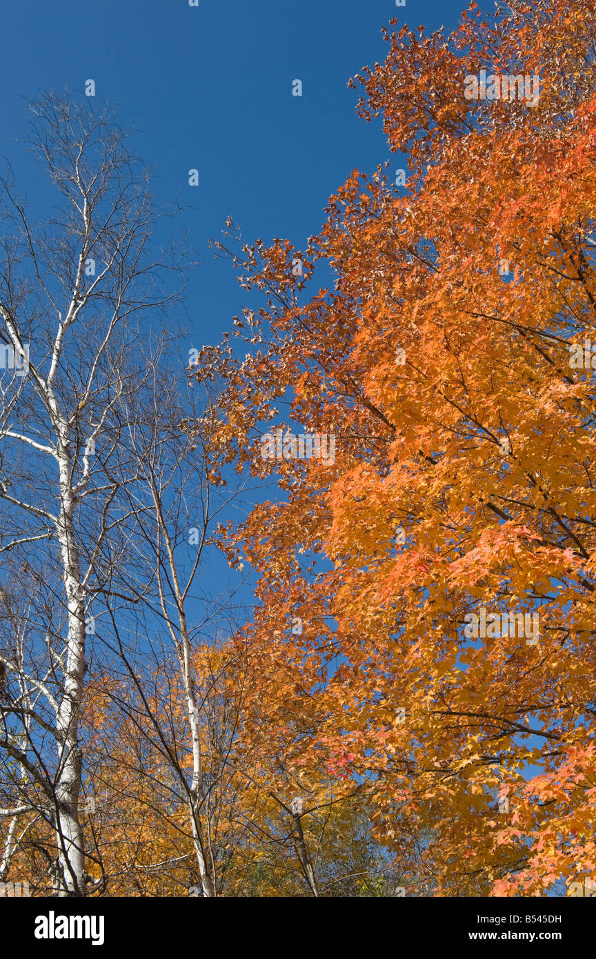 Autumn Colours and Birch tree against blue sky background Stock Photo ...