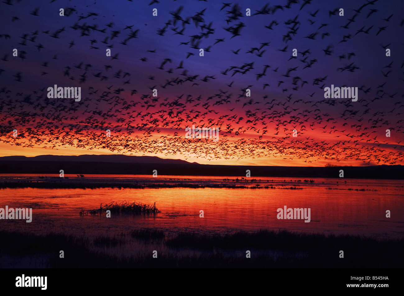 Snow Goose Chen caerulescens flock lifting off at sunrise Bosque del Apache National Wildlife Refuge New Mexico USA Stock Photo