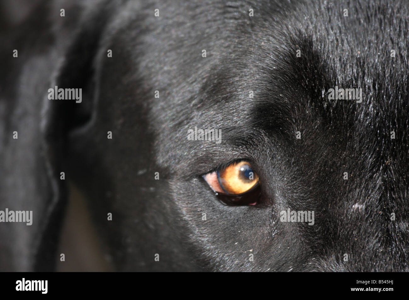 The golden eye of a Black Great Dane Dog Stock Photo