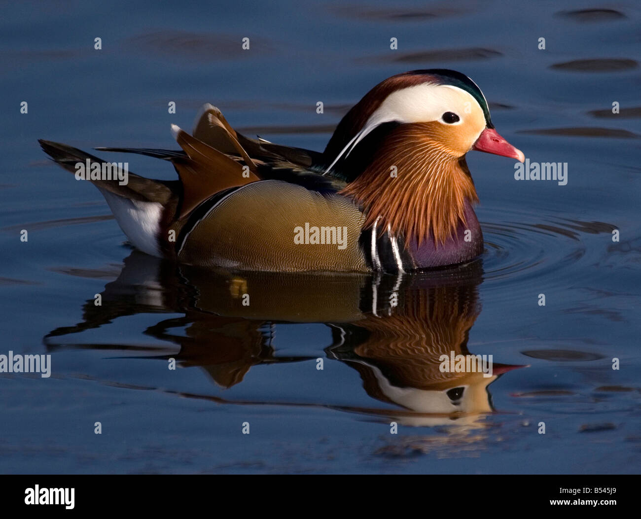 Reflection wildfowl hi-res stock photography and images - Alamy