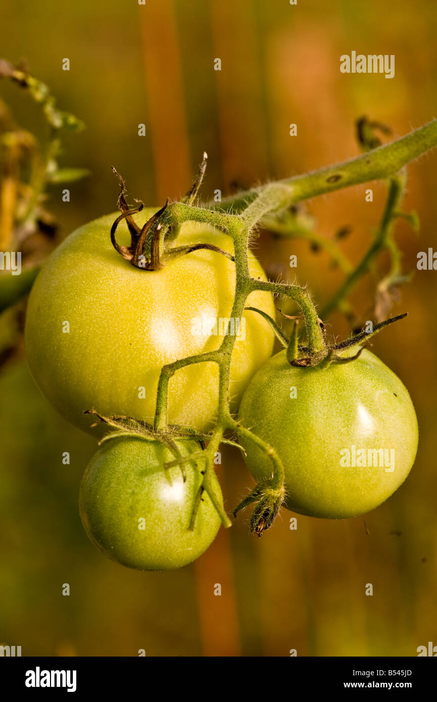 green tomatoes on vine Stock Photo - Alamy