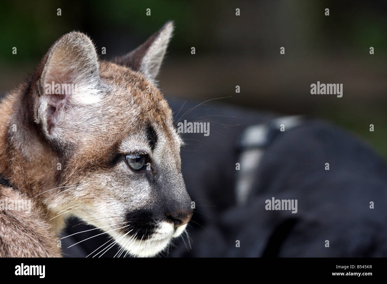 A baby cougar or Mountain Lion in front of a sleeping Great Dane Dog at the DeYoung Family Zoo Michigan.  Pals Stock Photo