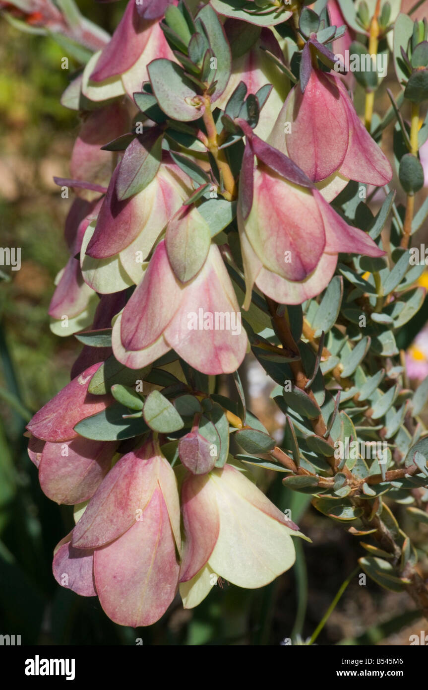 West Australian wildflower Qualup Bell pimelea physodes Stock Photo