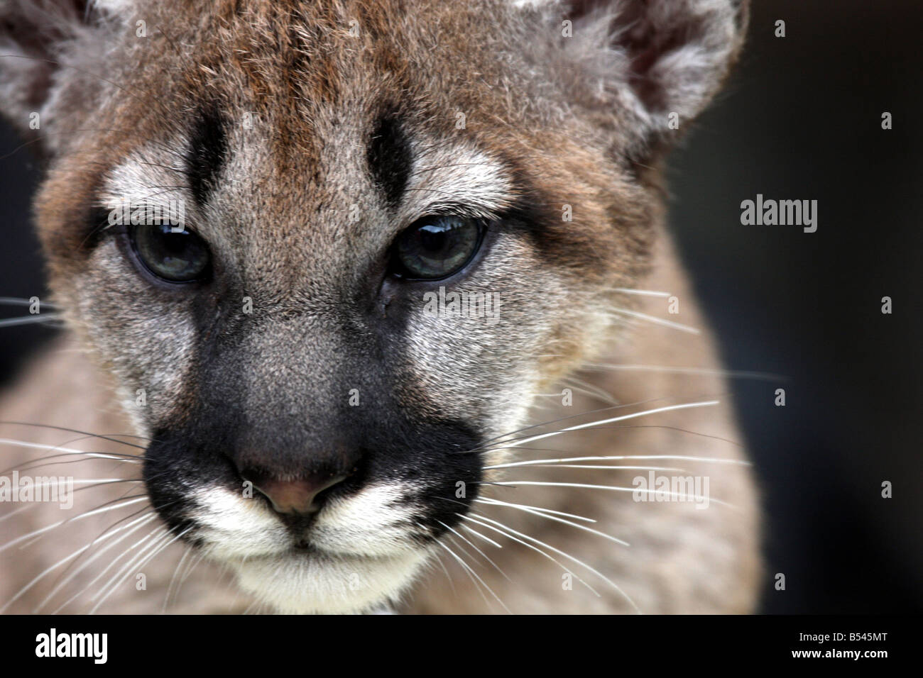 A baby cougar or Mountain Lion at the DeYoung Family Zoo Michigan Stock Photo