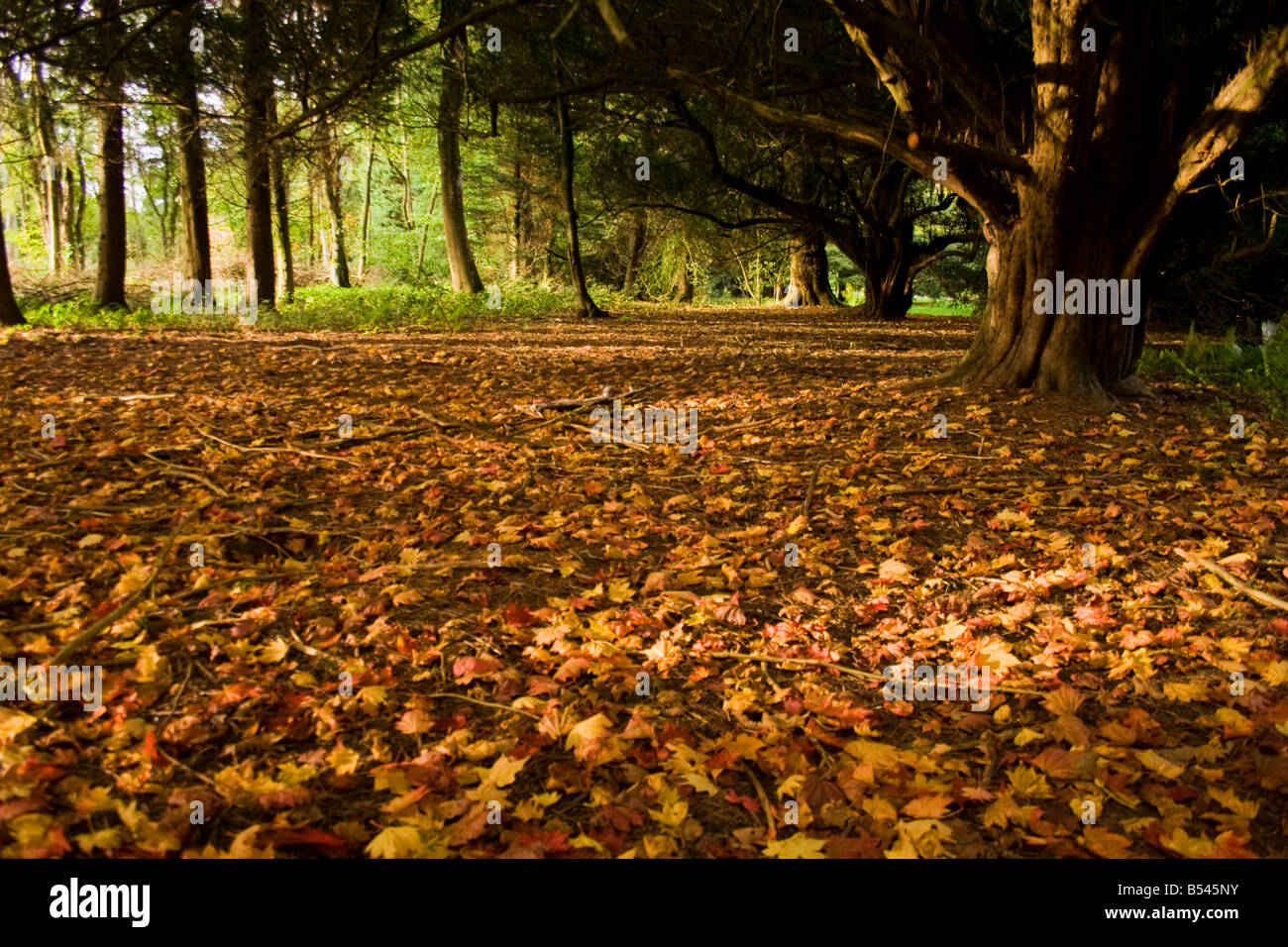 Fallen Leaves beneath Yew Trees Stock Photo