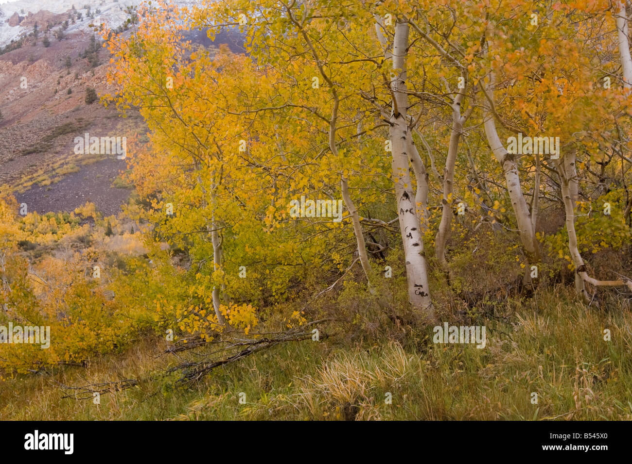 Vibrant aspens, Creek Canyon, Eastern Sierras Stock Photo Alamy