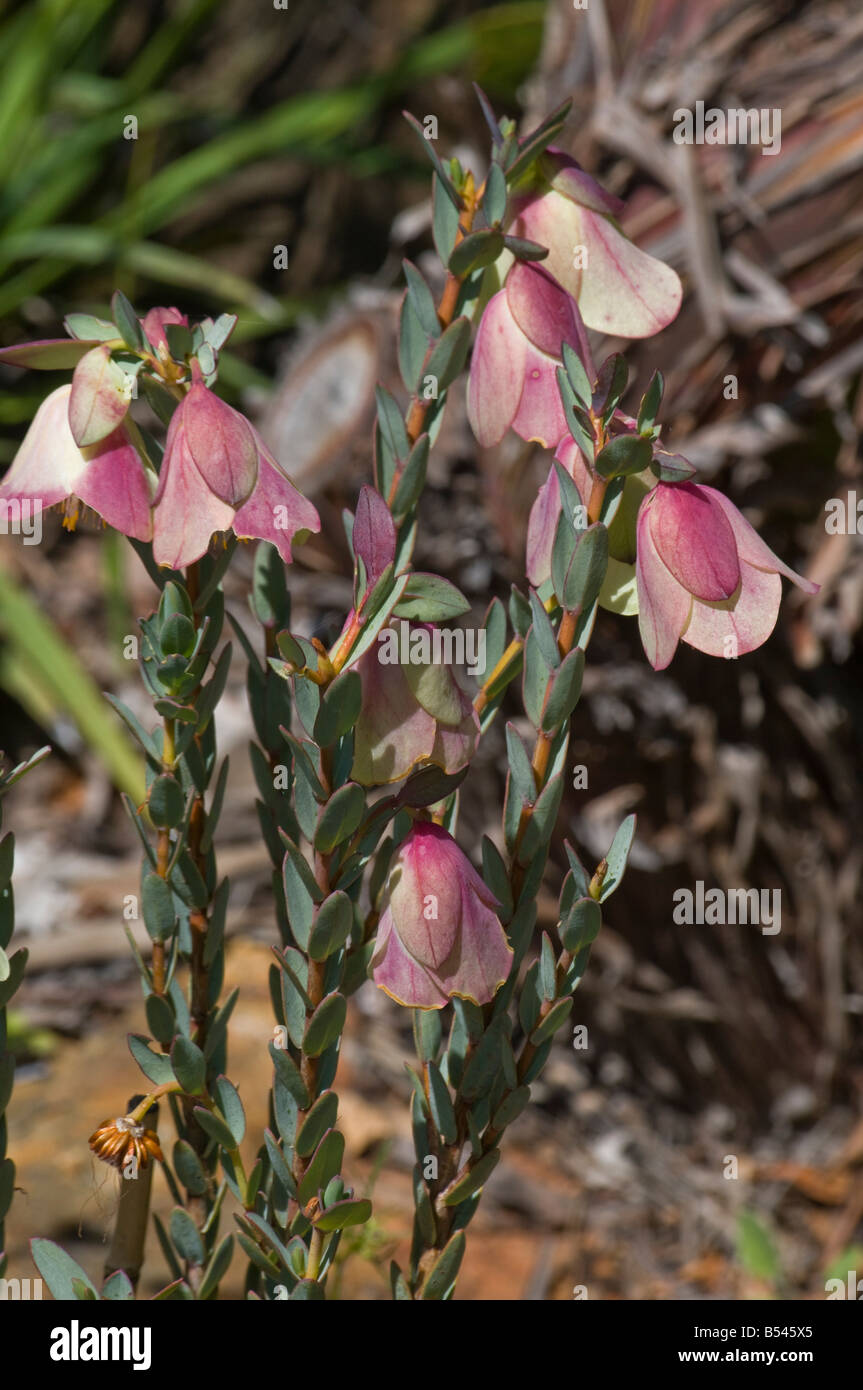 West Australian wildflower Qualup Bell pimelea physodes Stock Photo