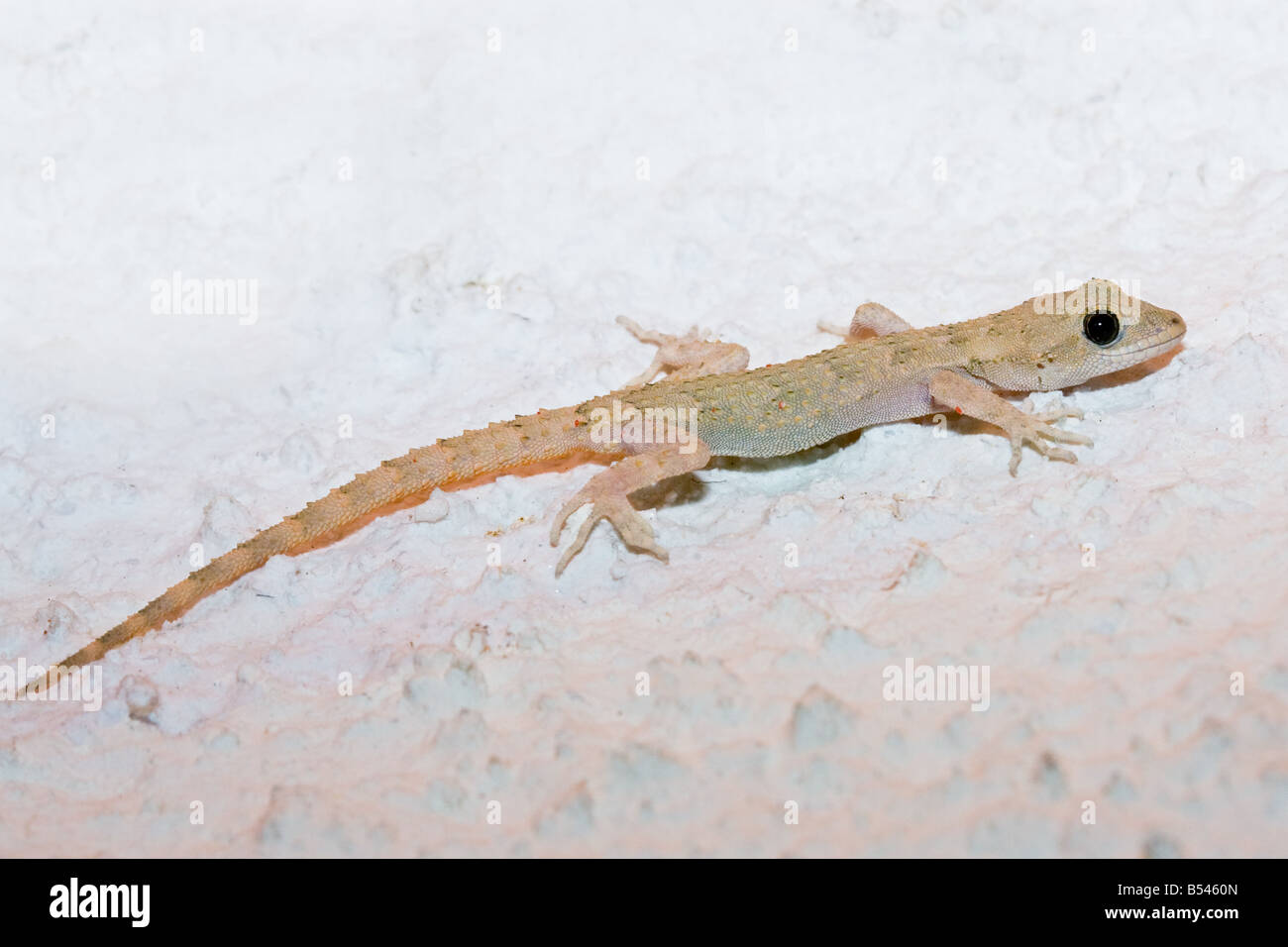 Kotschy's Gecko, Mediodactylus kotschyi Stock Photo