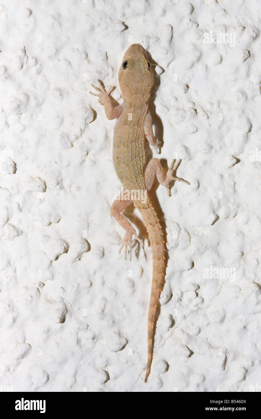 Kotschy's Gecko, Mediodactylus kotschyi Stock Photo