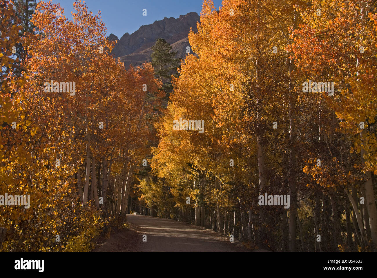Mountain road lined with a display of fall color of aspens,