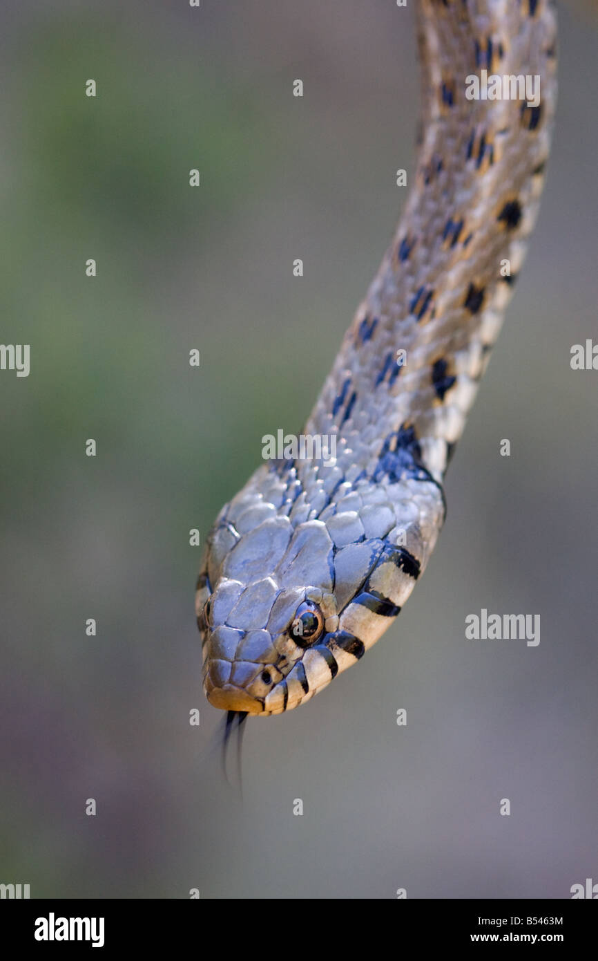Grass Snake, Natrix natris ssp. persa Stock Photo
