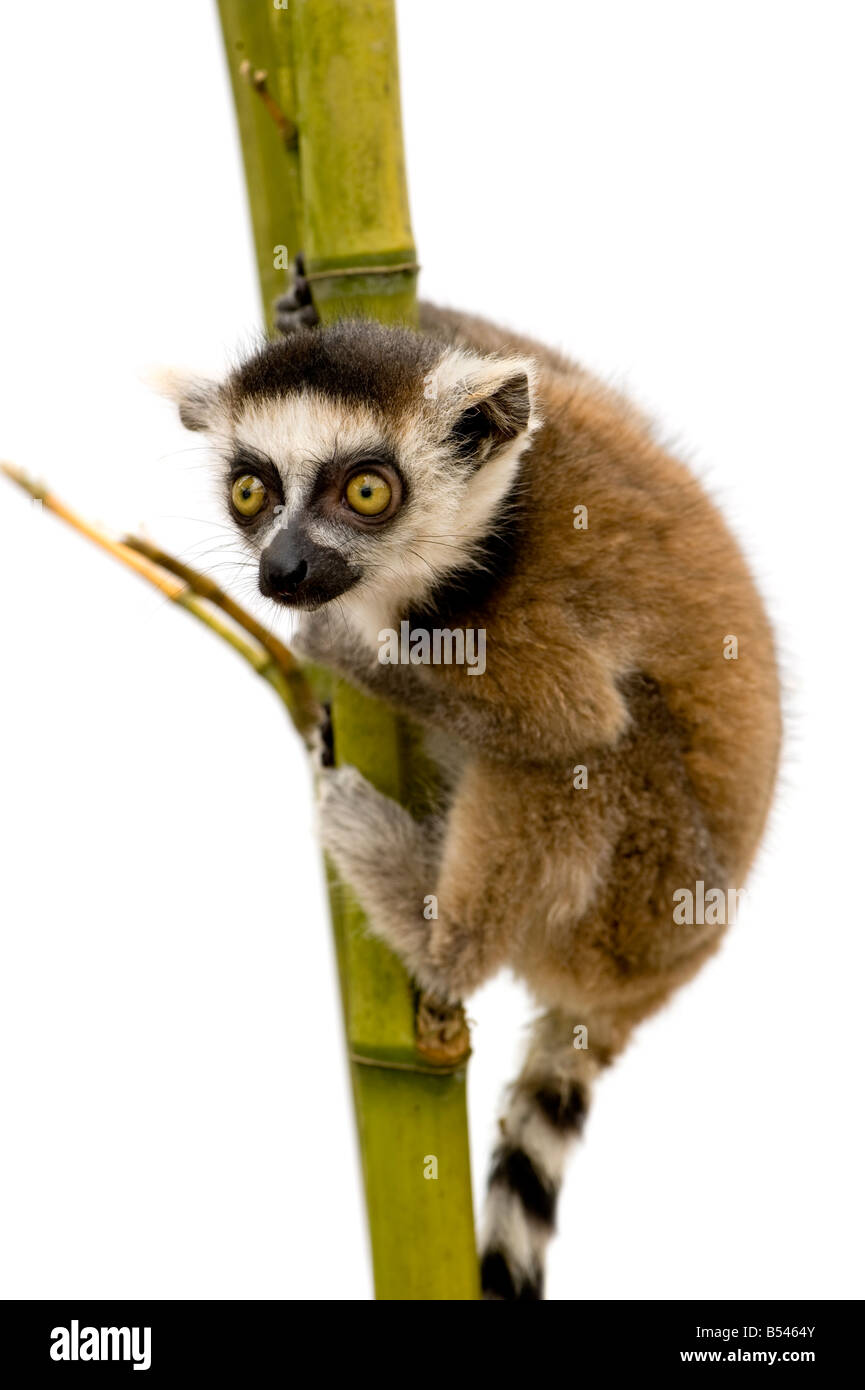 Ring tailed Lemur 6 weeks Lemur catta in front of a white background Stock Photo
