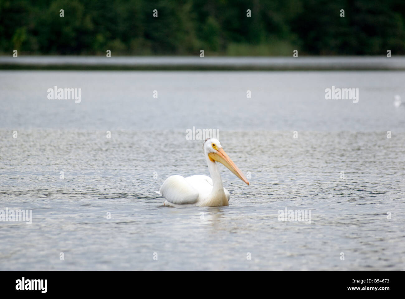 pelican  Lake of the Woods island Stock Photo