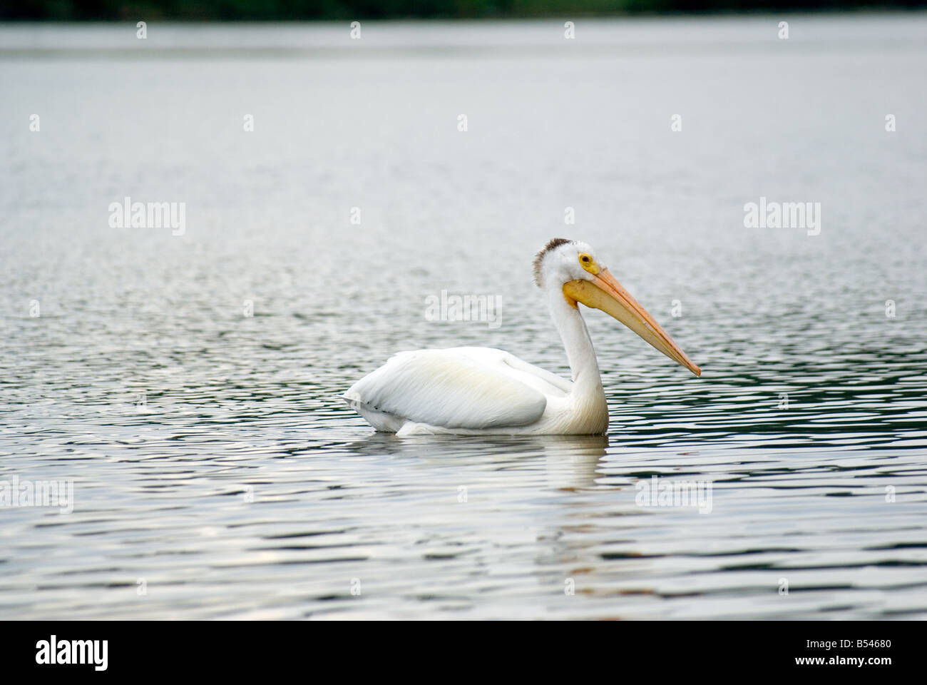 pelican  Lake of the Woods island Stock Photo
