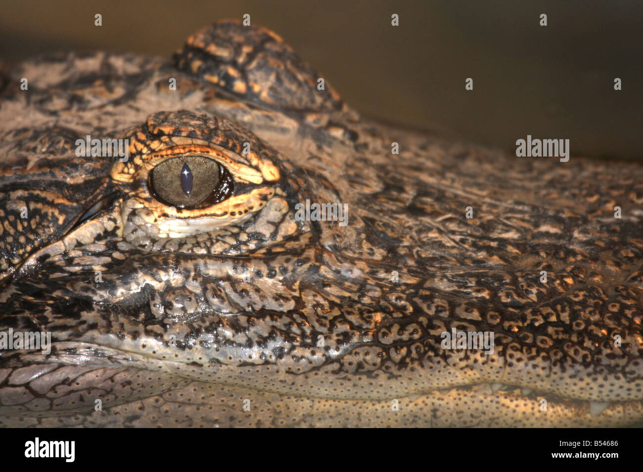 The closeup of an Alligator eye in a pool at the DeYoung Family Zoo in Michigan Stock Photo