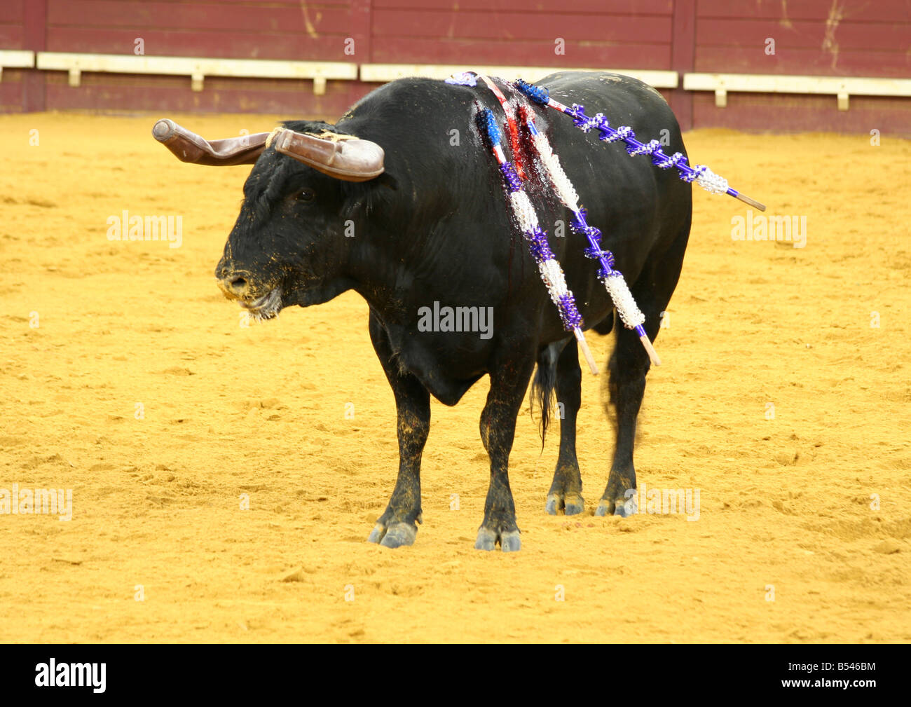 Bullfight at Praca de Touros de Campo Pequeno Stock Photo