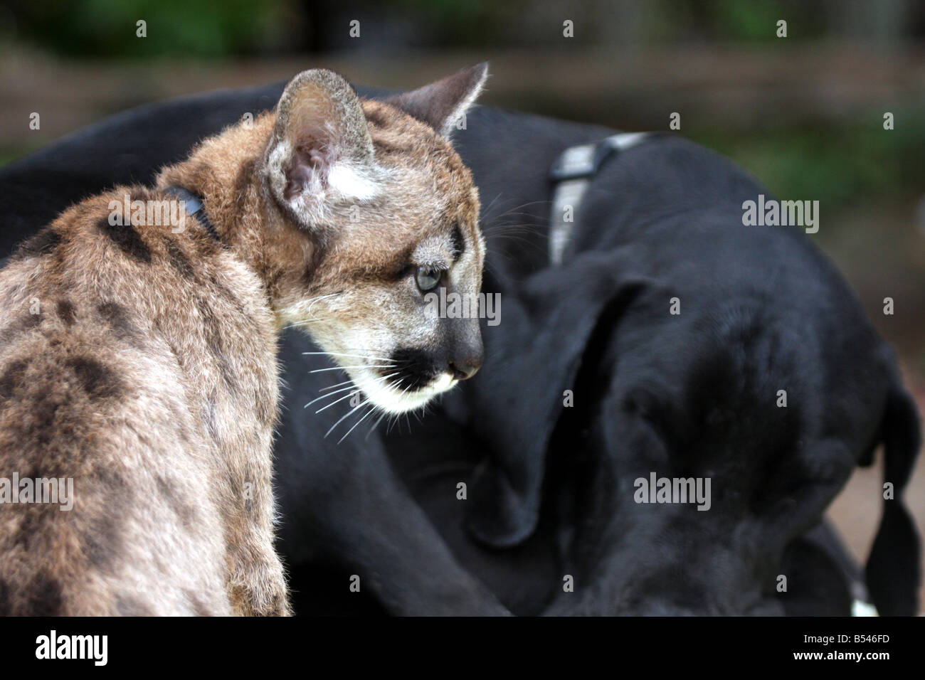 A baby cougar or Mountain Lion in front of a sleeping Great Dane Dog at the DeYoung Family Zoo Michigan. Pals Stock Photo