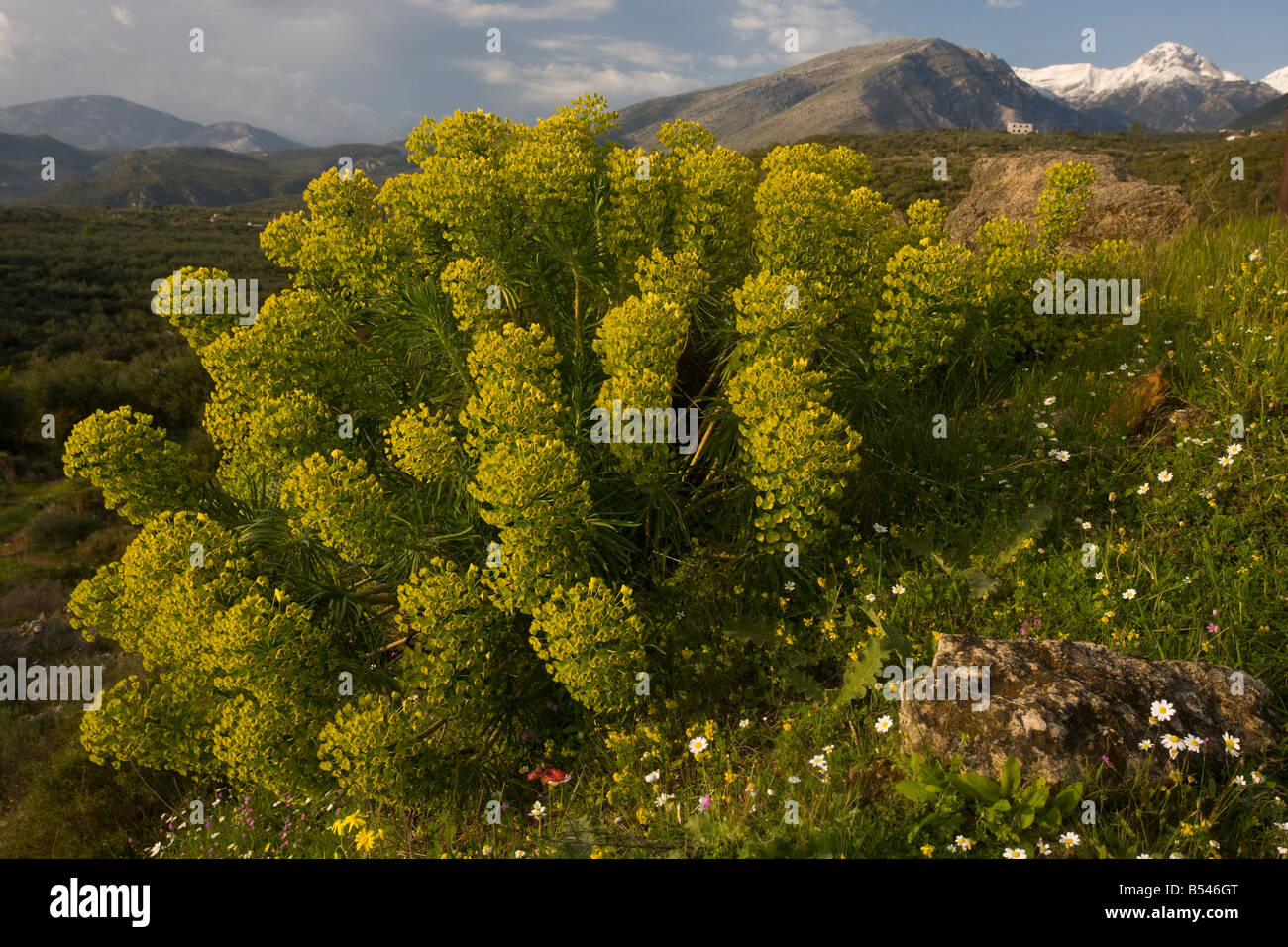 Large mediterranean spurge Euphorbia characias on the Mani peninsula south Greece Stock Photo