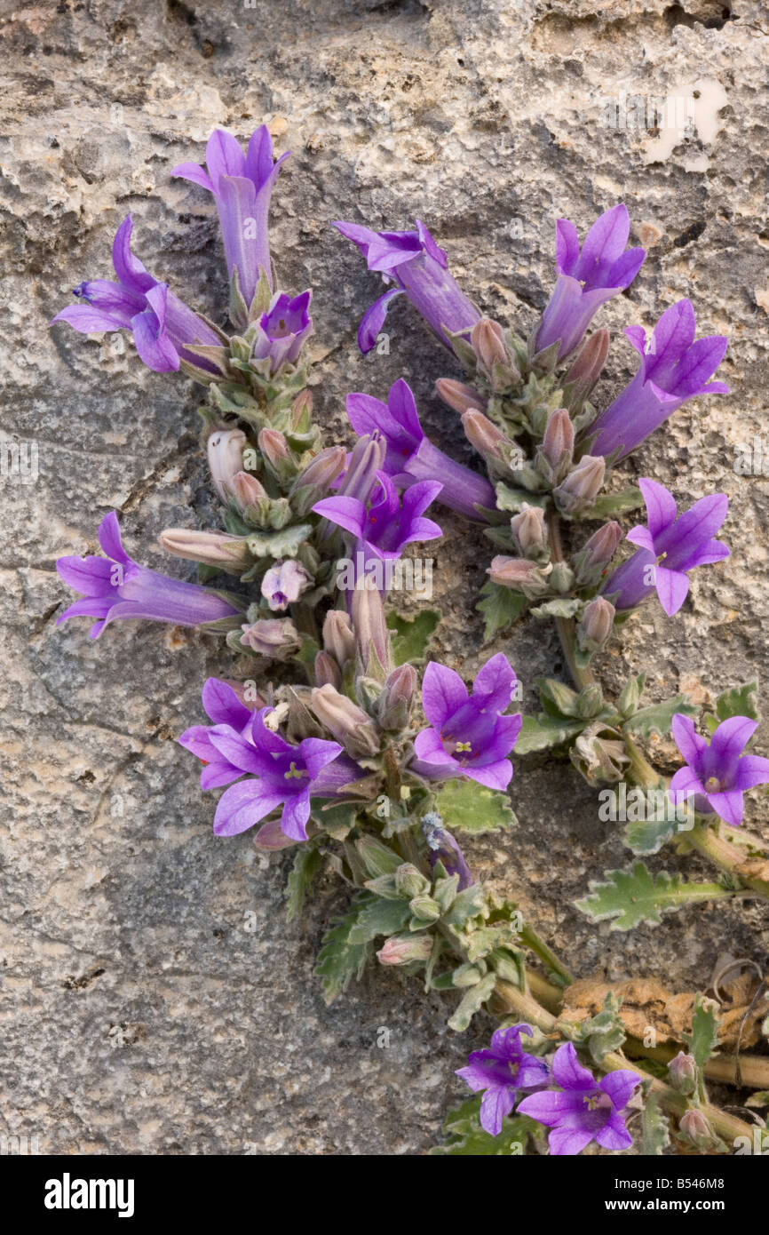An endemic greek bellflower Campanula topaliana ssp topaliana at Corinth south Greece Stock Photo