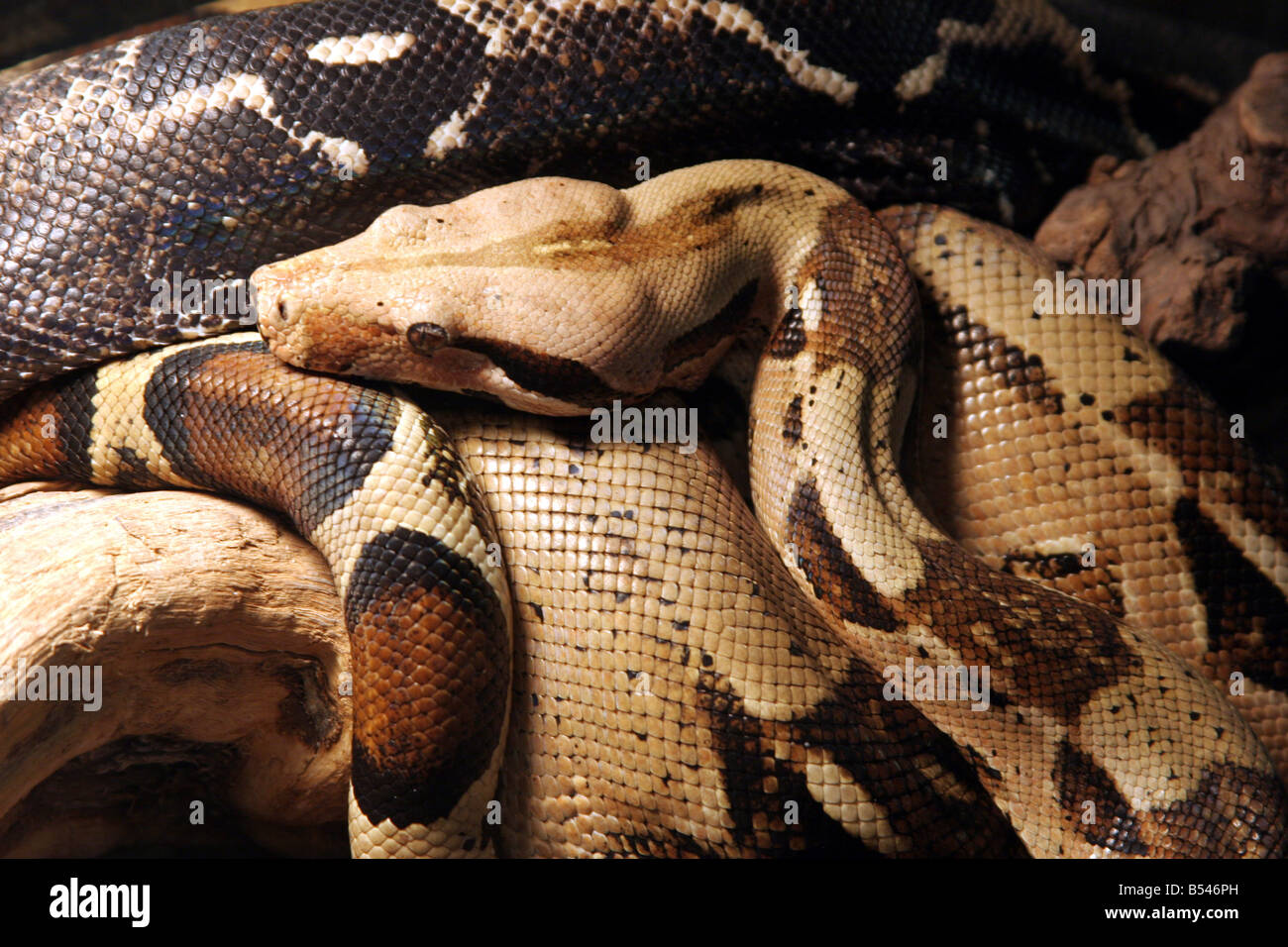 Snakes in a display at the DeYoung Family Zoo in Wisconsin Stock Photo Alamy