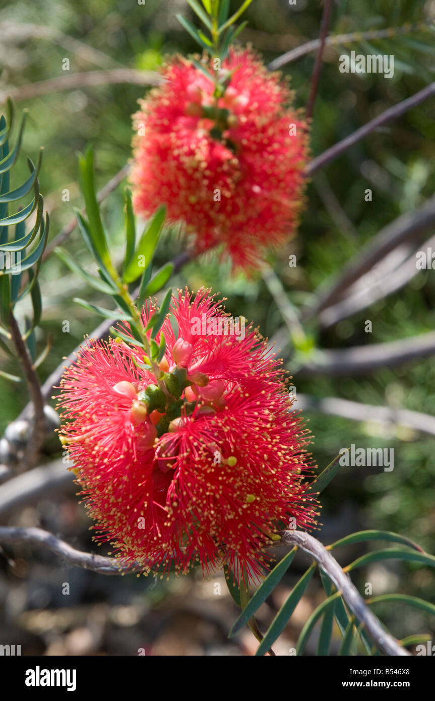 West Australian wildflower the Scarlet Honey Myrtle Melaleuca fulgens Stock Photo