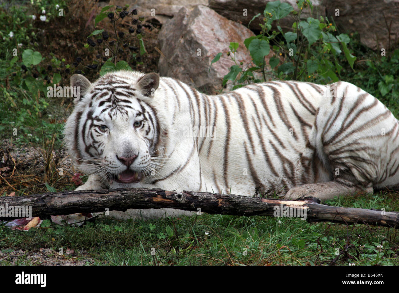 A White Tiger at the DeYoung Family Zoo in Michigan Stock Photo Alamy