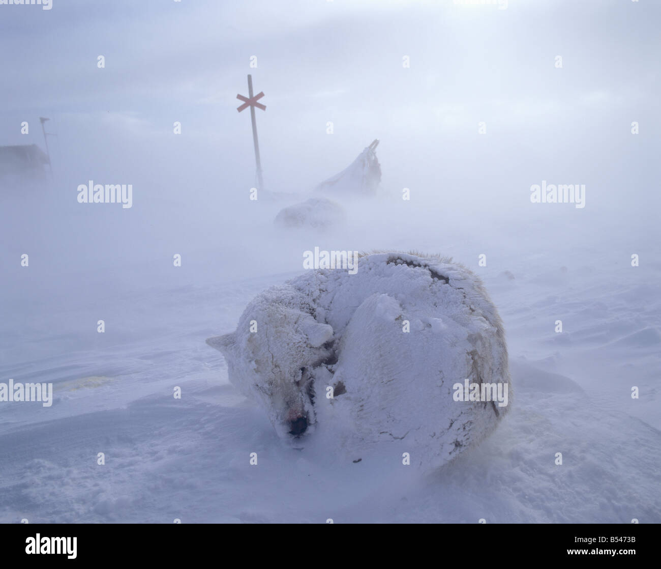 Husky - lying in the snow Stock Photo - Alamy