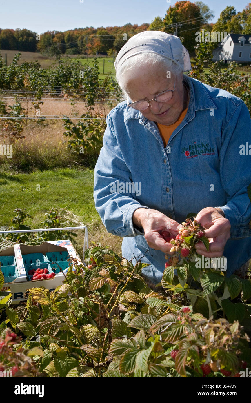 77-Year-Old Woman Picks Raspberries on Farm Stock Photo - Alamy