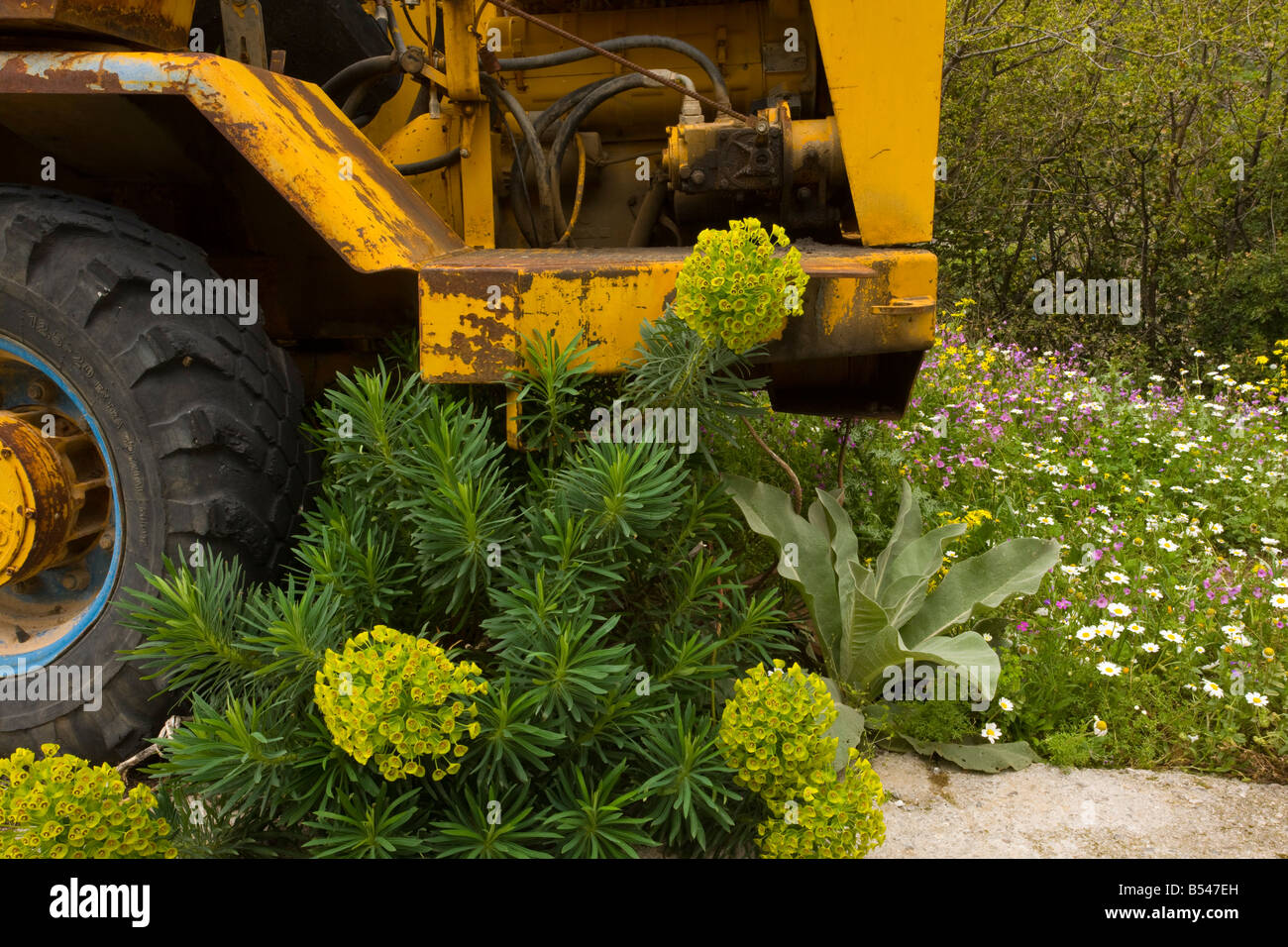 Large Mediterranean Spurge Euphorbia characias and other flowers around digger Mani Peninsula Peloponnese south Greece Stock Photo