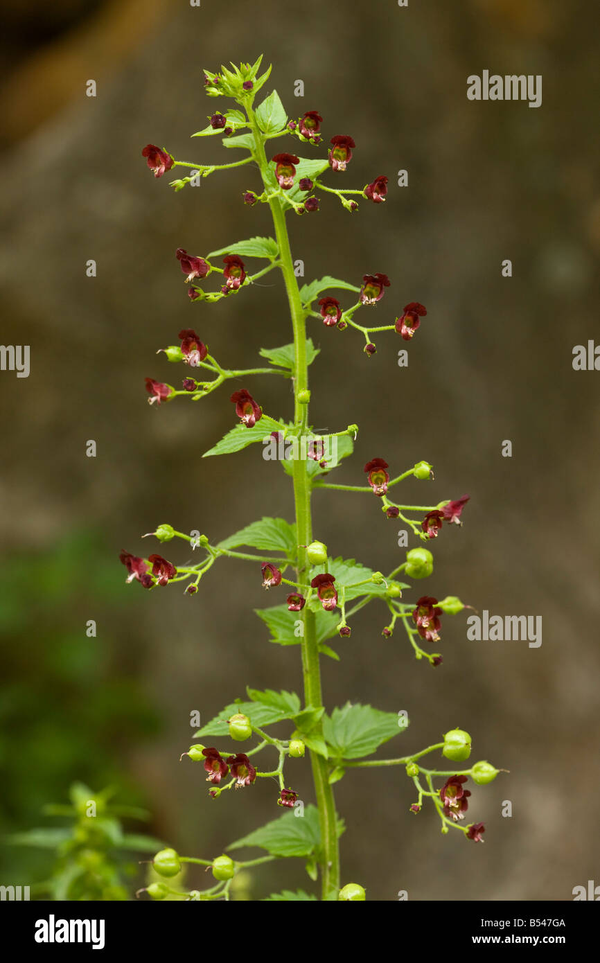 Nettle leaved Figwort Scrophularia peregrina in flower Greece Stock Photo