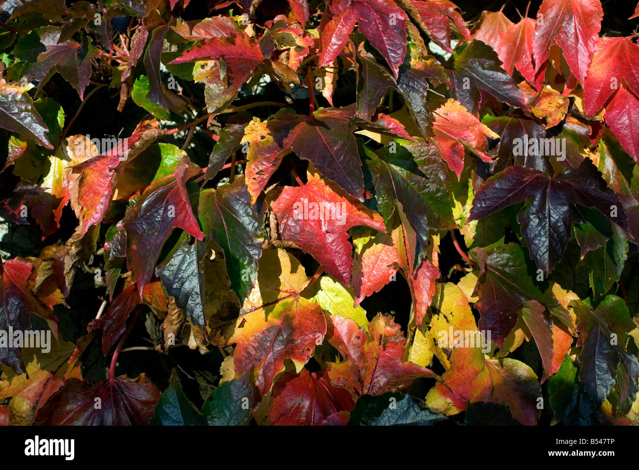 Virginia Creeper autumn Parthenocissus quinquefolia red brown golden warm Stock Photo