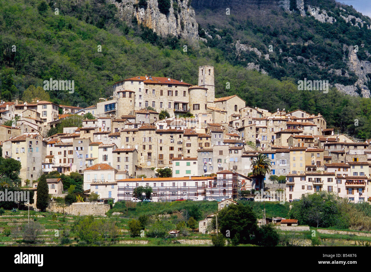 Tete de loup profile Banque de photographies et d'images à haute résolution  - Alamy